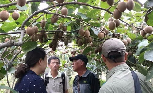 優果聯獼宗獼猴桃 八年蟄伏釀品牌，誓與佳沛爭高下